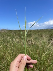 Setaria geminata