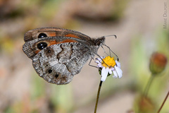 Pseudonympha magoides