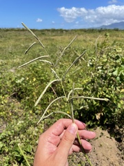 Paspalum virgatum