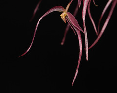 Pleurothallis tenuisepala