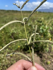 Paspalum virgatum