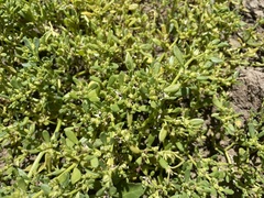 Sesuvium maritimum