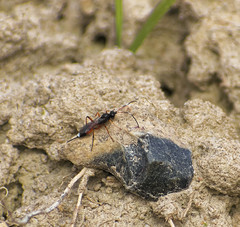 Agrothereutina