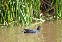 Gallinula tenebrosa tenebrosa