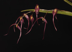 Pleurothallis tenuisepala