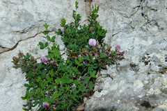 Chamaecytisus purpureus
