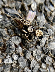 Salticus scenicus