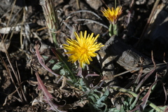 Agoseris retrorsa