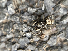 Salticus scenicus
