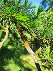 Xanthoria parietina