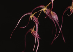 Pleurothallis tenuisepala