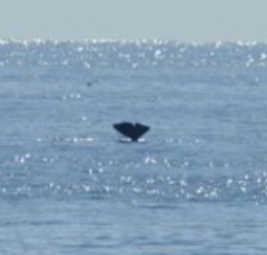 Physeter macrocephalus