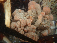 Eudistoma