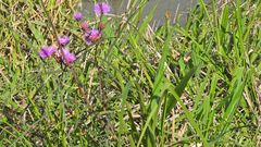 Lessingianthus rubricaulis
