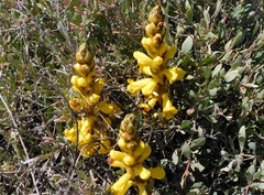 Cistanche phelypaea