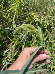 Echinochloa crus-pavonis
