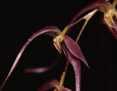 Pleurothallis tenuisepala