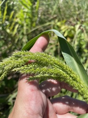 Echinochloa crus-pavonis
