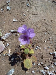 Phacelia calthifolia