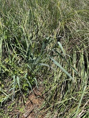 Echinochloa crus-pavonis