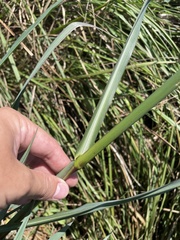 Echinochloa crus-pavonis