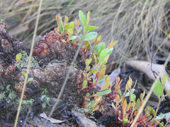 Eucalyptus macrorhyncha