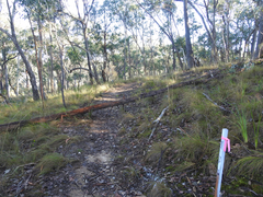 Eucalyptus macrorhyncha