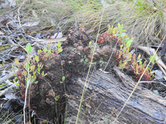 Eucalyptus macrorhyncha