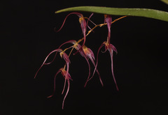 Pleurothallis tenuisepala