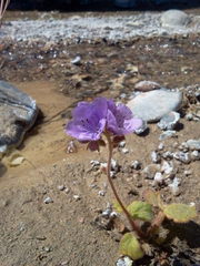 Phacelia calthifolia