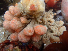 Eudistoma