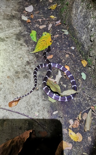 Photo of a Suzhen’s krait (Bungarus suzhenae)