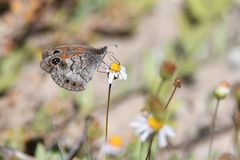 Pseudonympha magoides