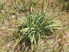 Asphodelus serotinus