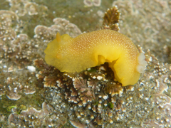 Doriopsilla albopunctata