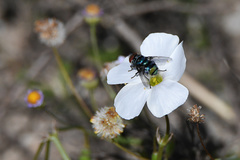 Chrysomya chloropyga