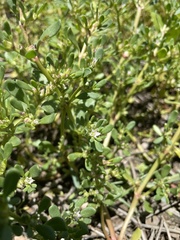 Sesuvium maritimum