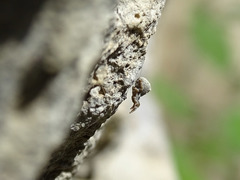 Hyptiotes flavidus