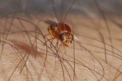 Thaumatomyia rubida