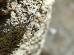 Hyptiotes flavidus