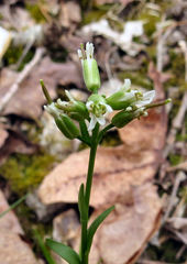 Borodinia canadensis