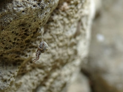 Hyptiotes flavidus