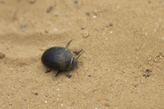 Erodius siculus siculus