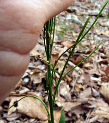 Borodinia canadensis