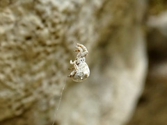 Hyptiotes flavidus