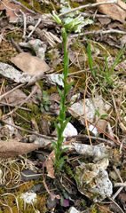 Borodinia canadensis