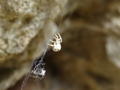 Hyptiotes flavidus