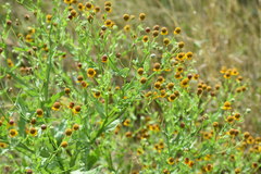 Helenium