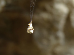 Hyptiotes flavidus