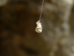 Hyptiotes flavidus